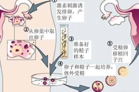 试管培养三天的胚胎是11细胞正常吗？质量好不好？